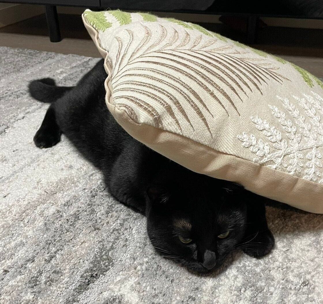 クッションに身を隠すりーじくん