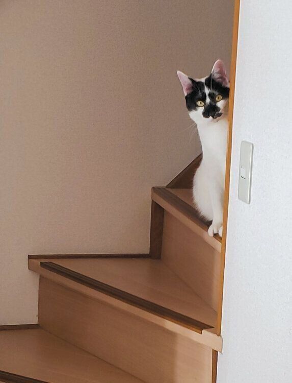 階段から顔をのぞかせる猫