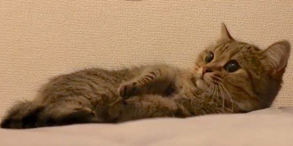 くつろぐきなこちゃん