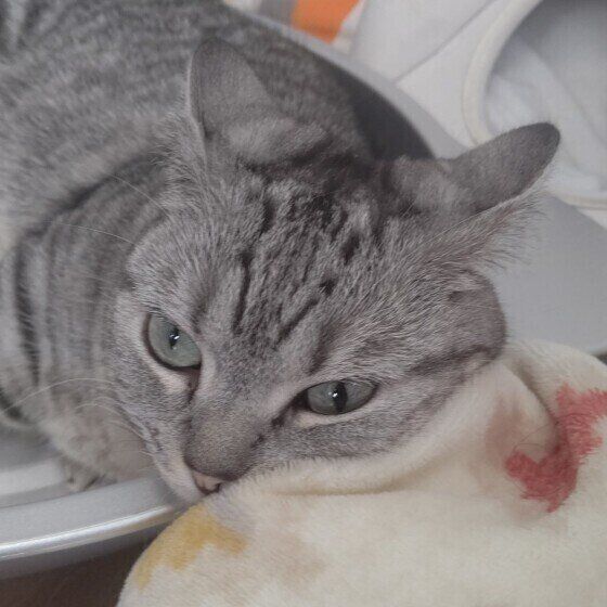 マンチカン　睦月ちゃん