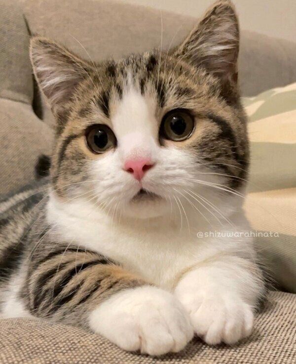 クリームパンのような可愛い前足のひなたくん