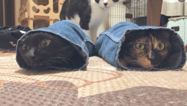 ジーンズの中に入るけいちゃんとむぎちゃん
