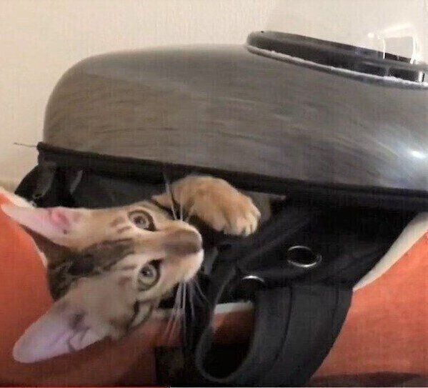 一人遊びする猫