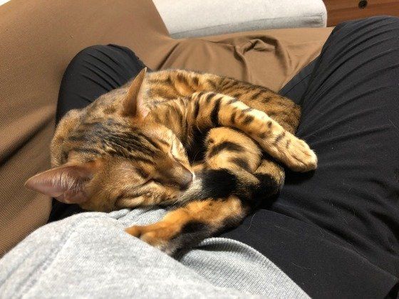 ぐっすり眠るベンガル