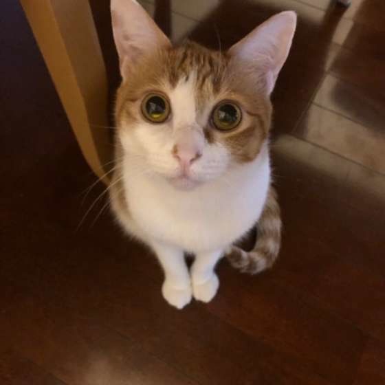 MIX ニコルちゃん