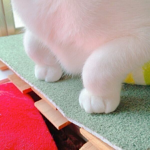 前足のクセが強いぽんちゃん