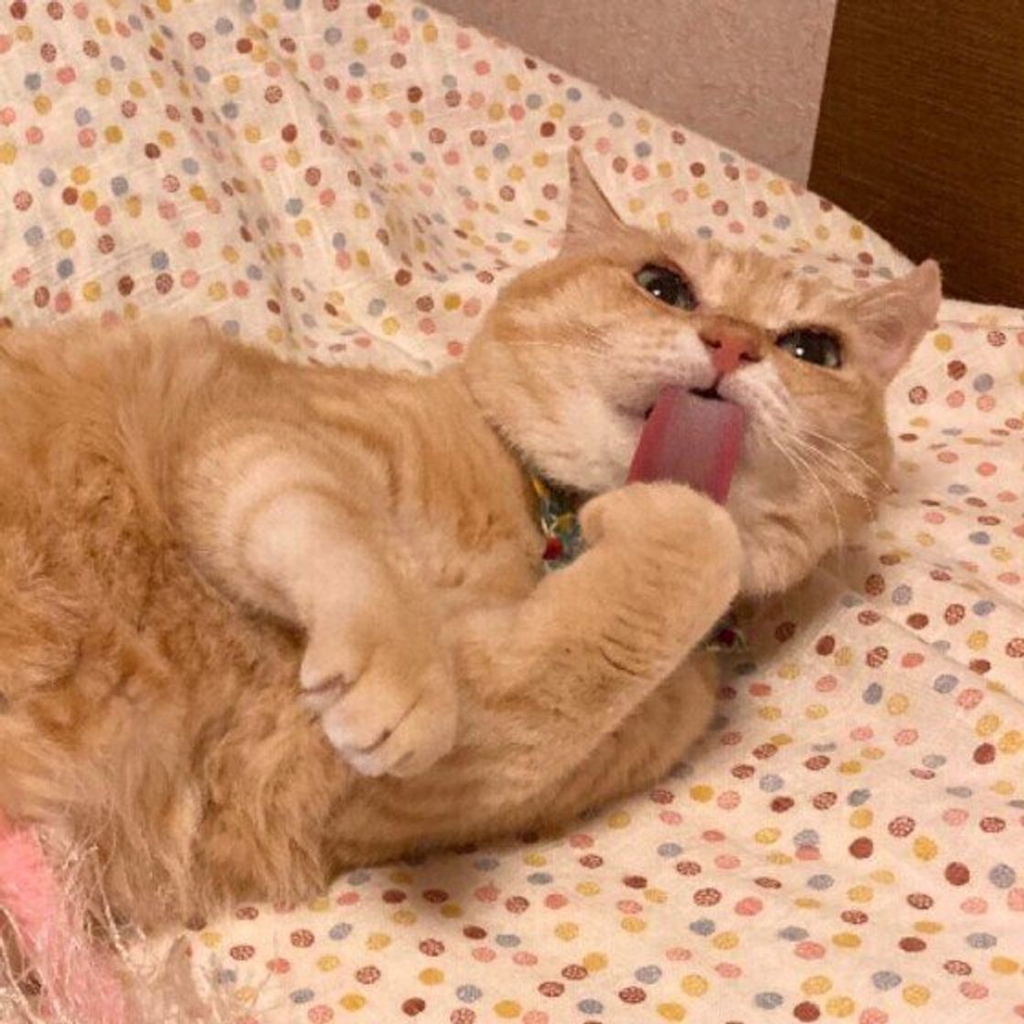 猫にとって大切な舌を猫が 出しっぱなし にする理由に癒される 猫の舌しまい忘れ を解説 ねこのきもちweb Magazine 猫にとって大切な舌を猫が 出しっぱなし にする理由に癒される 猫の舌しまい忘れ を解説 ねこのきもちweb Magazine