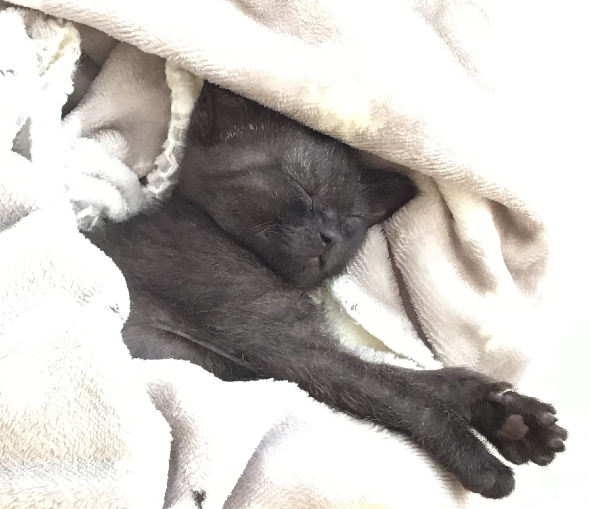 お迎え2日目のるなちゃん