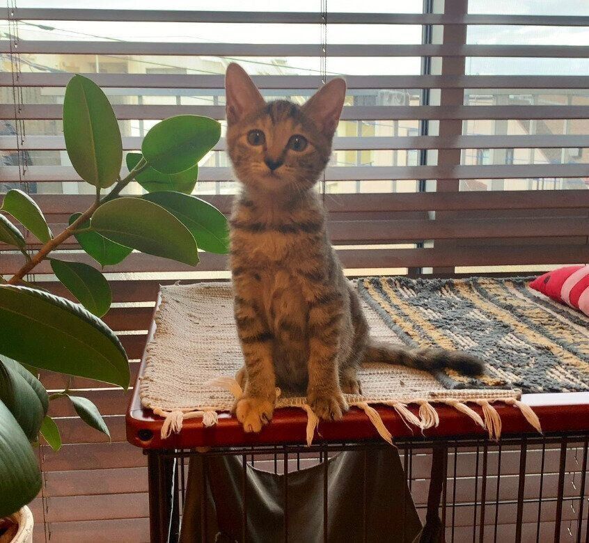 見つめるたなはいらずちゃん