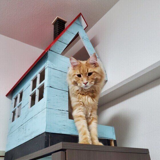 メインクーンのムサシくん