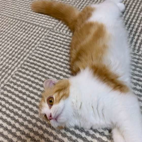 スコティッシュフォールドの伸び