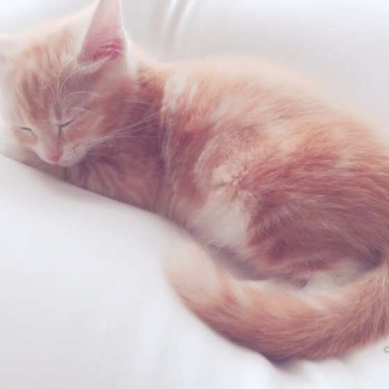 気持ちよさそうに眠るマンチカンのみかんくん