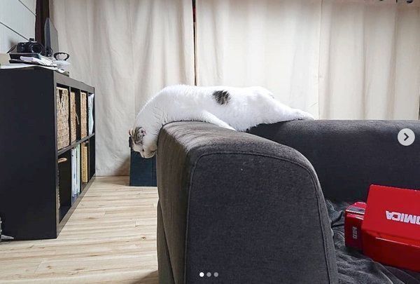 ソファの背もたれでだれるスコティッシュフォールド