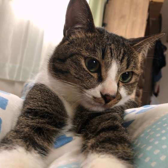 布団の上にいる猫