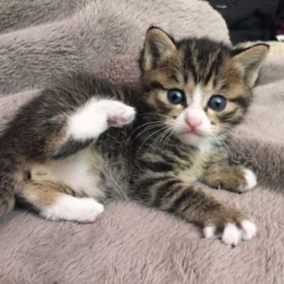 キジトラ　チャロくん