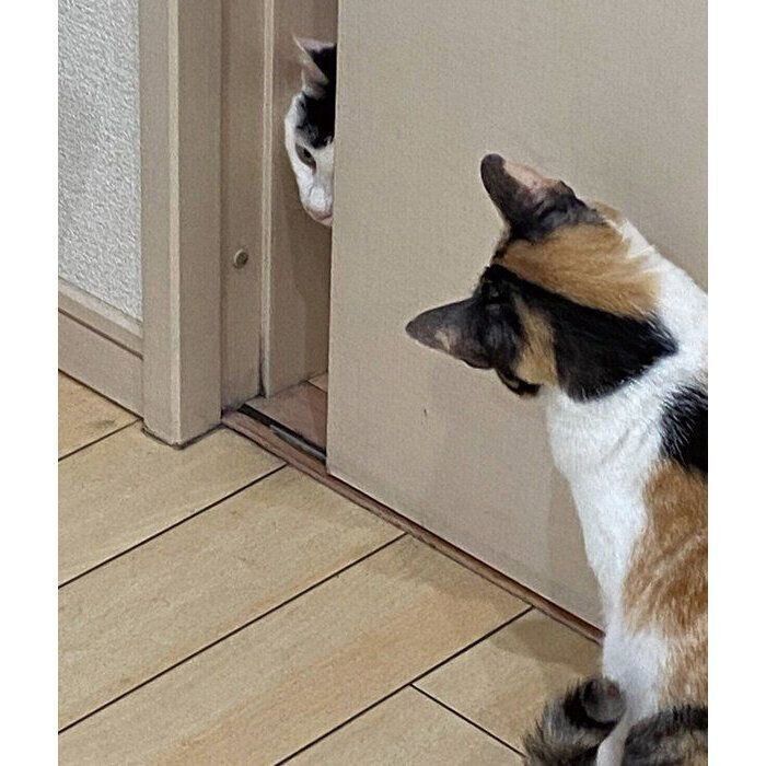 ドアの前で待ち構えているモチちゃん