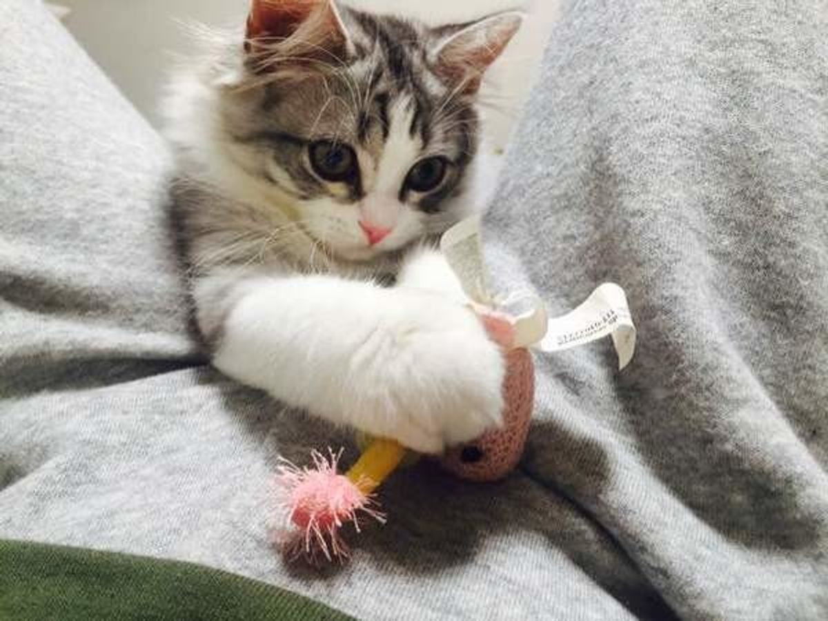 もう退屈なんて言わせない 猫の年代別おもちゃの選び方とは ねこのきもちweb Magazine もう退屈なんて言わせない 猫の年代別おもちゃの選び方とは ねこのきもちweb Magazine