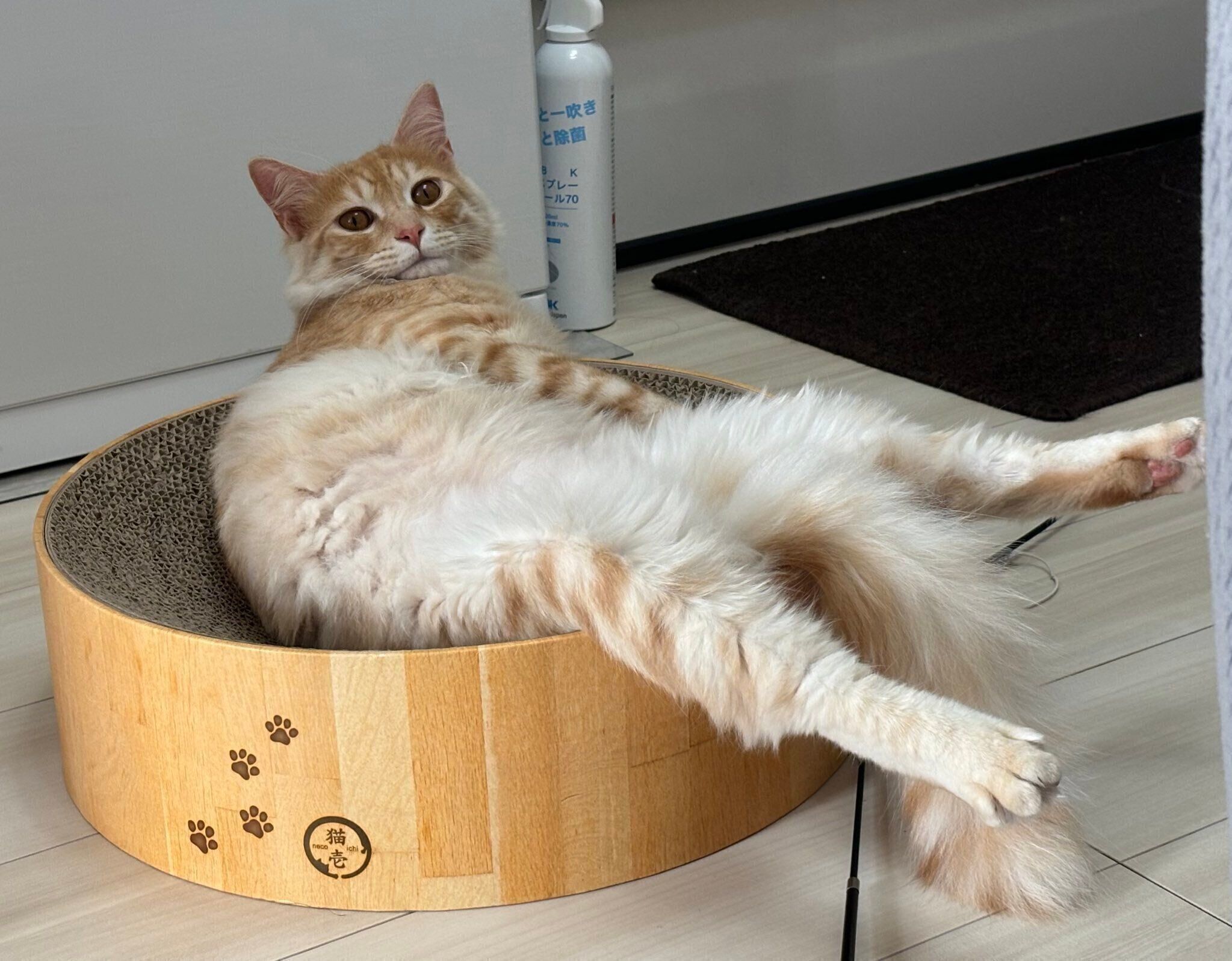 爪とぎ器の上から見つめるつなくん