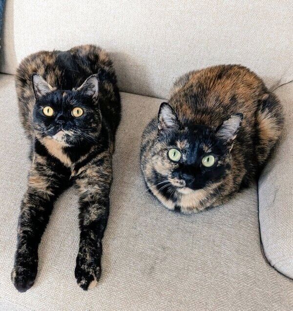 めいちゃん＆よもぎちゃん姉妹