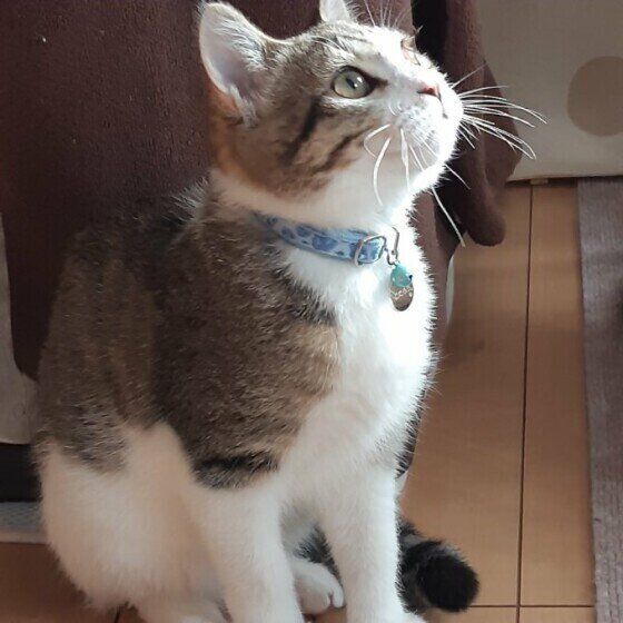 おすわりをするキジトラの虎太郎