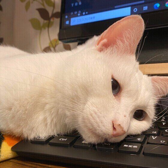 白猫のそらまめちゃん