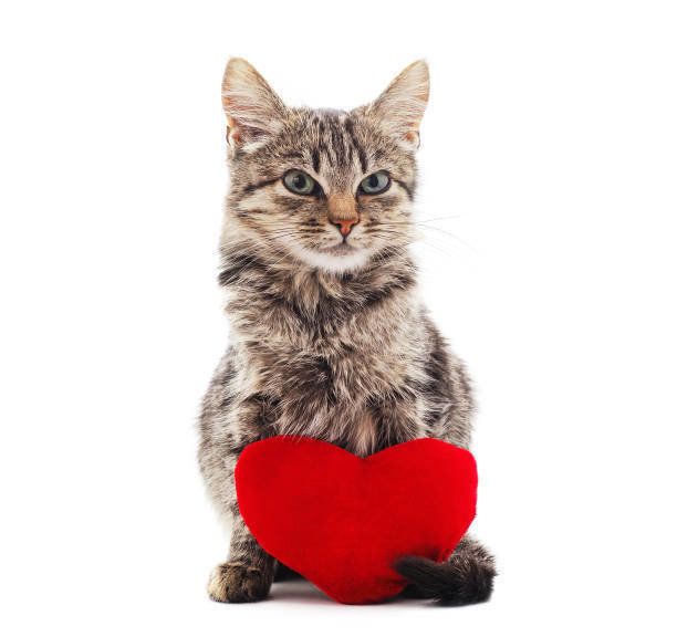 心を持った美しい猫