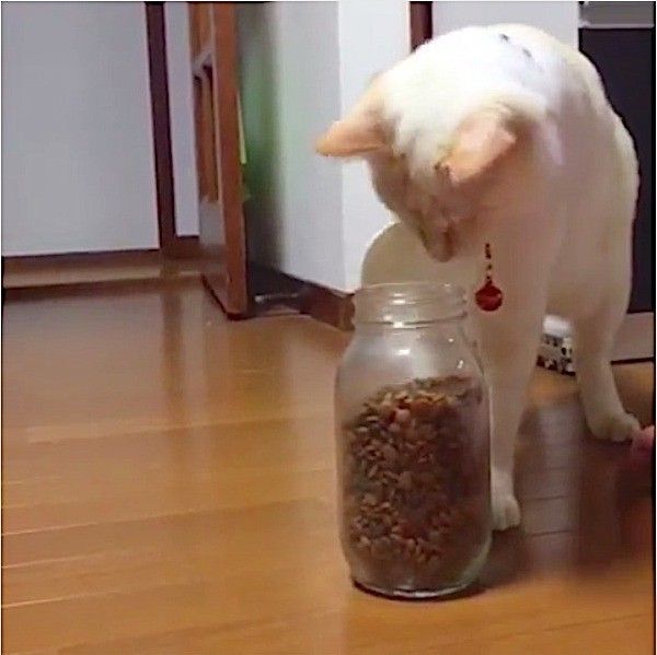 自力でごはんをゲットするニャンコ