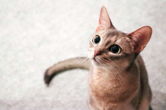 みつめるアビシニアン