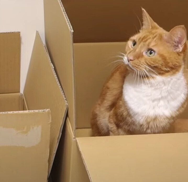 おもちゃに夢中の猫