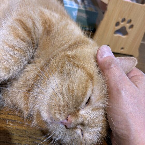 ゆず  エキゾチックショートヘア  甘えん坊