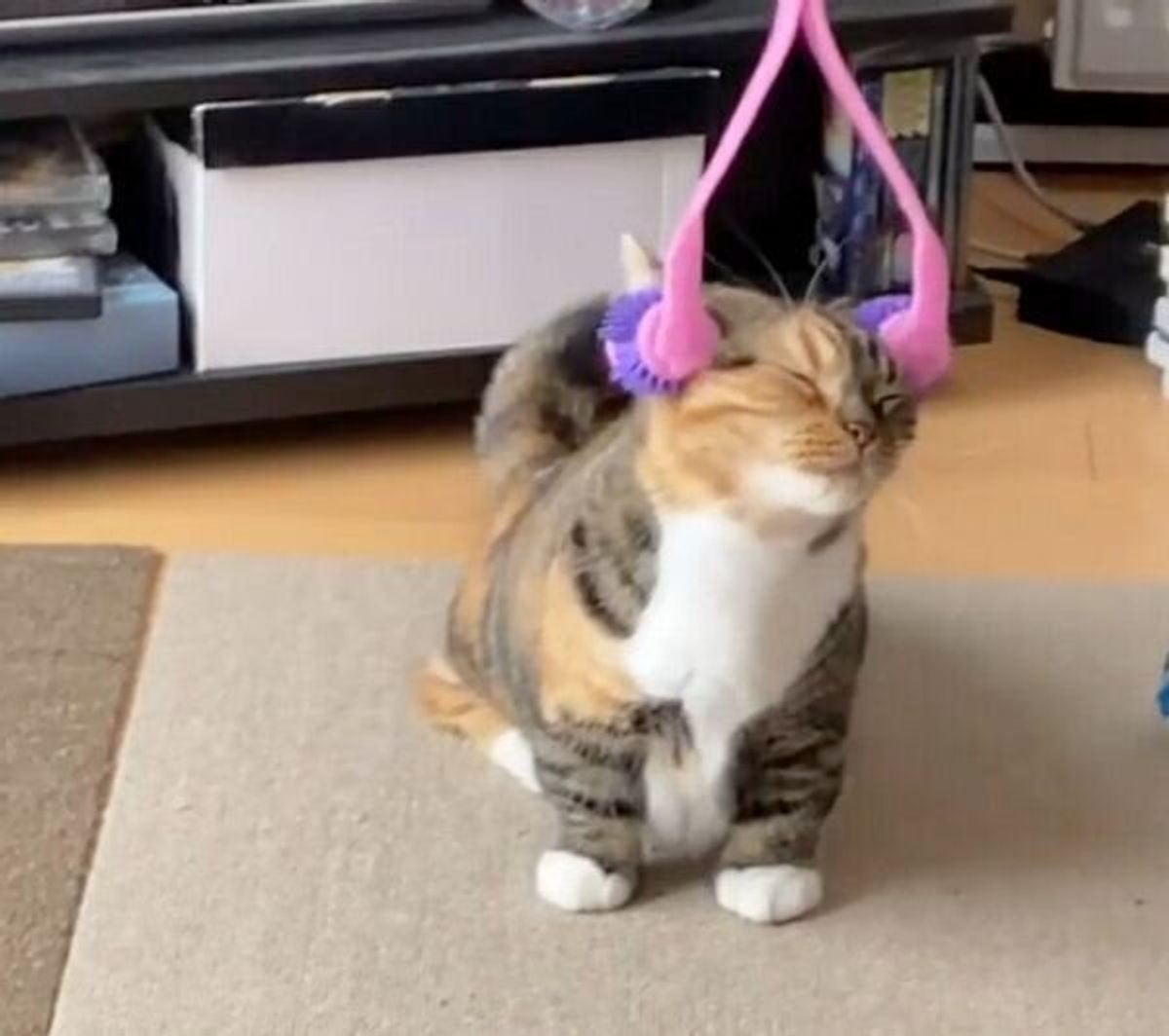 パパのマッサージにうっとりの猫 幸せそうな表情が可愛すぎる ねこのきもちweb Magazine パパのマッサージにうっとりの猫 幸せそうな表情が可愛すぎる ねこのきもちweb Magazine