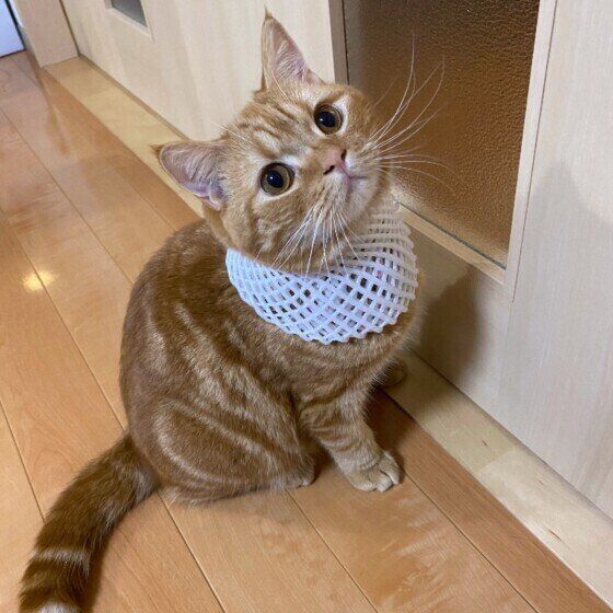 お座りするスコティッシュフォールド