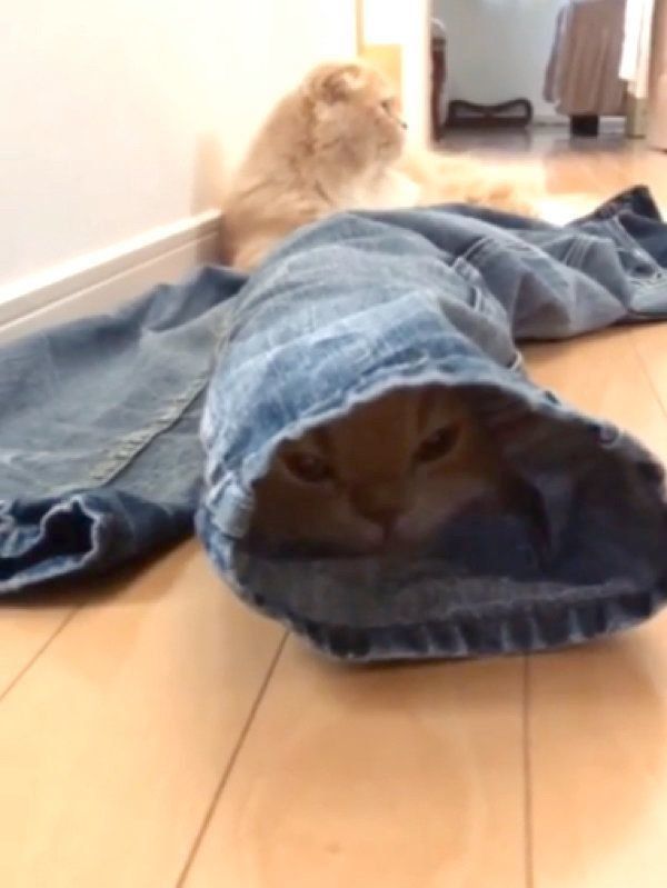 洗濯物で遊ぶミヌエットとスコティッシュフォールド