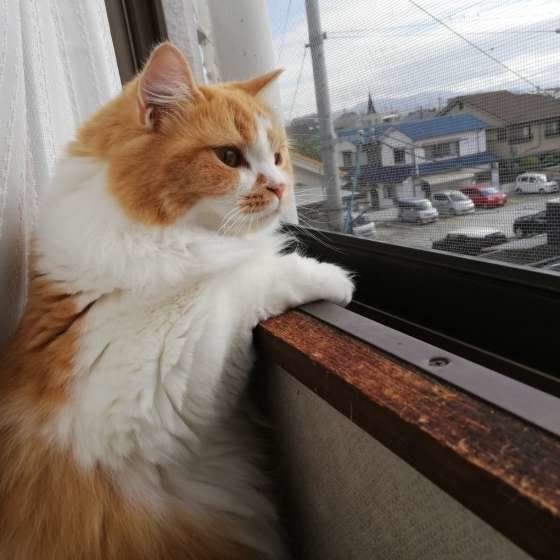 外を眺めるひよちゃん