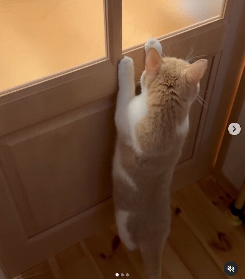 「開けて〜」とアピールするちょみーちゃん