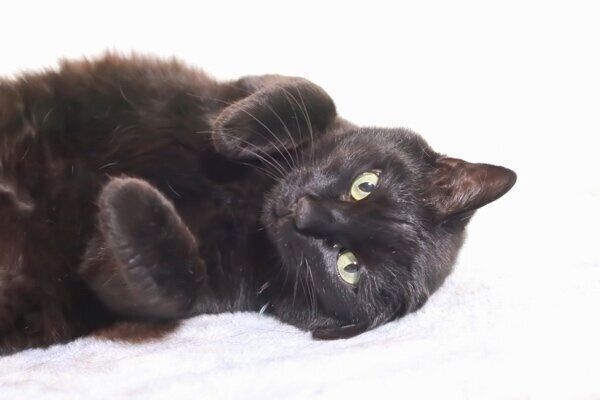 ゴロンと寝転ぶくーちゃん