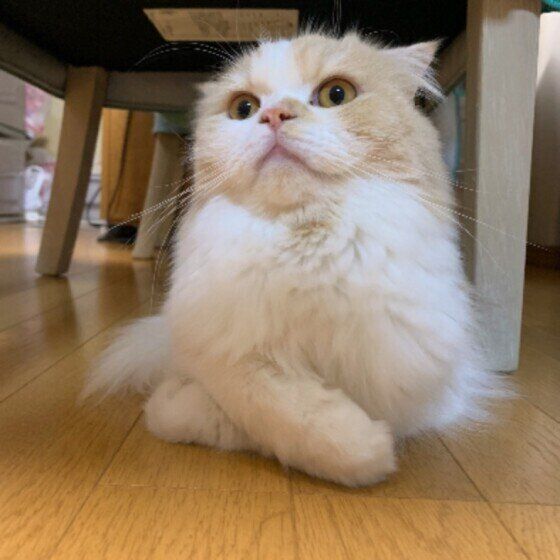 前足をクロスさせて座る茶白猫