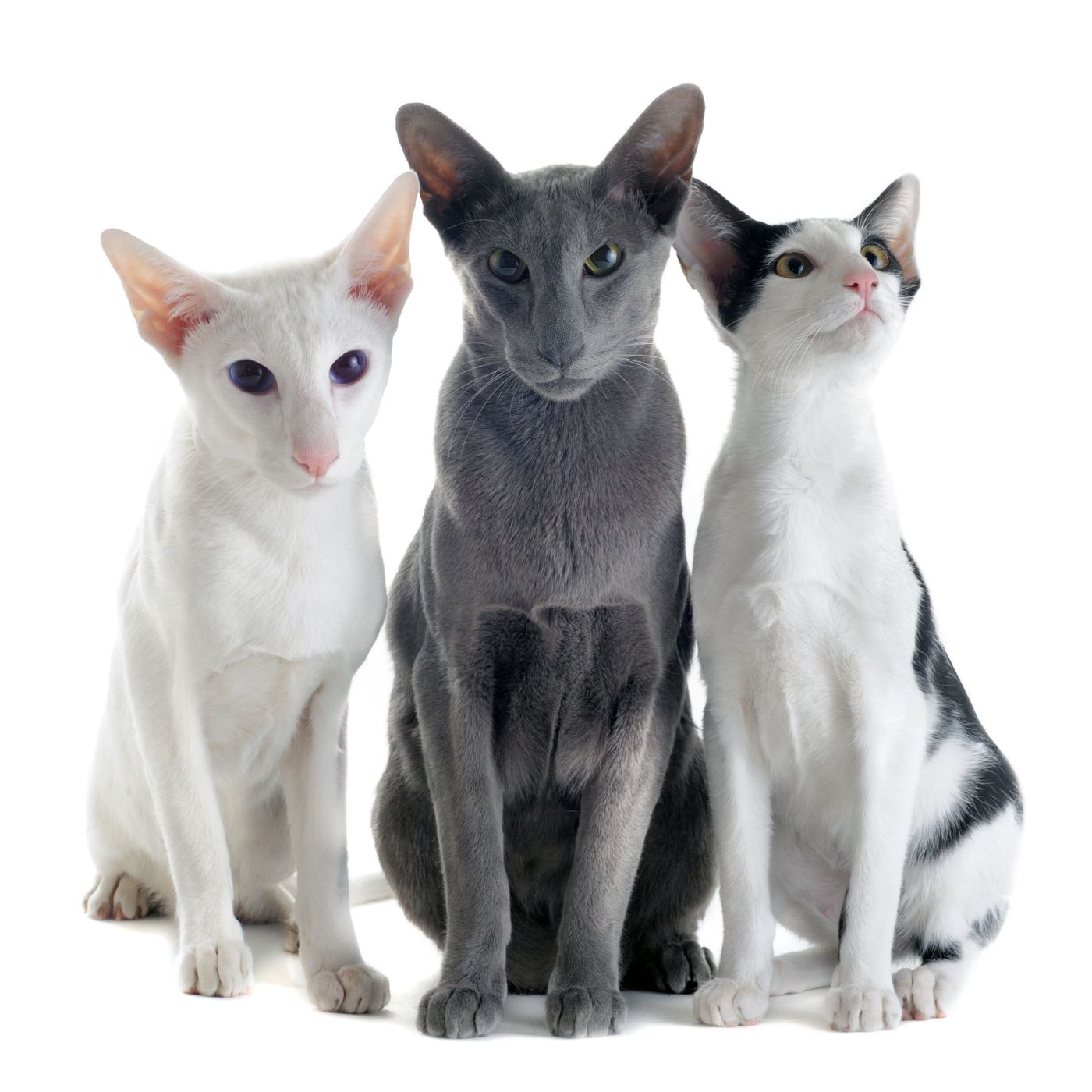 オリエンタルショートヘアの特徴と飼い方 可愛い画像いっぱい ねこのきもち 猫図鑑 ねこのきもちweb Magazine オリエンタルショートヘアの特徴と飼い方 可愛い画像いっぱい ねこのきもち 猫図鑑 ねこのきもちweb Magazine