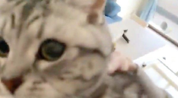 飛びつくアビーちゃん