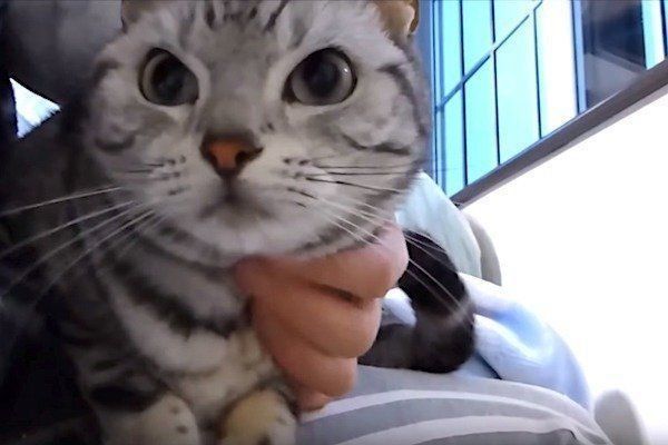 雪に興奮する猫