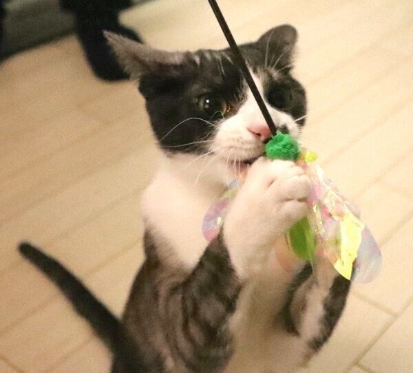 おもちゃで遊ぶもやしくん