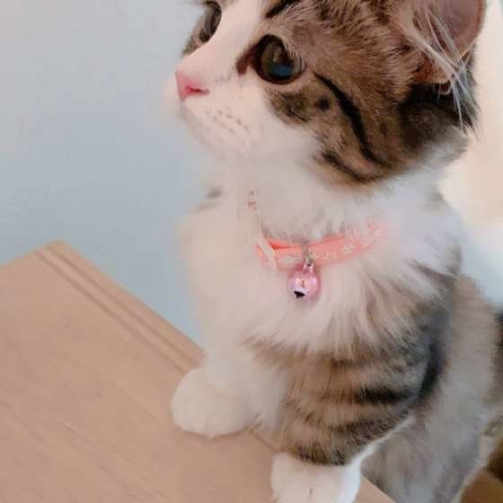 階段を上っているマンチカン