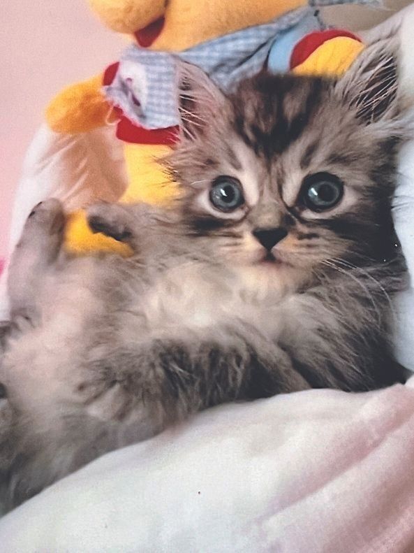 画像／ねこのきもち25年3月号