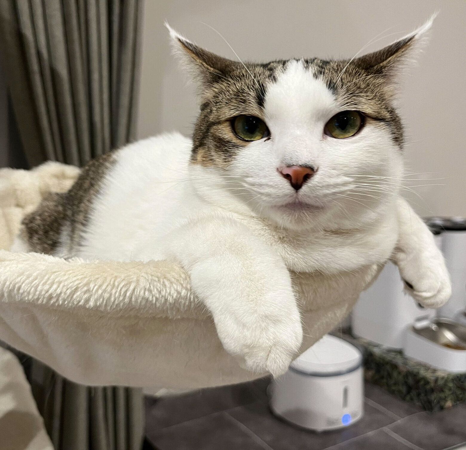 まったりするゆき丸くん