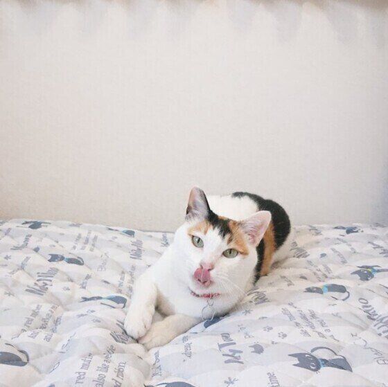 舌を出した三毛猫