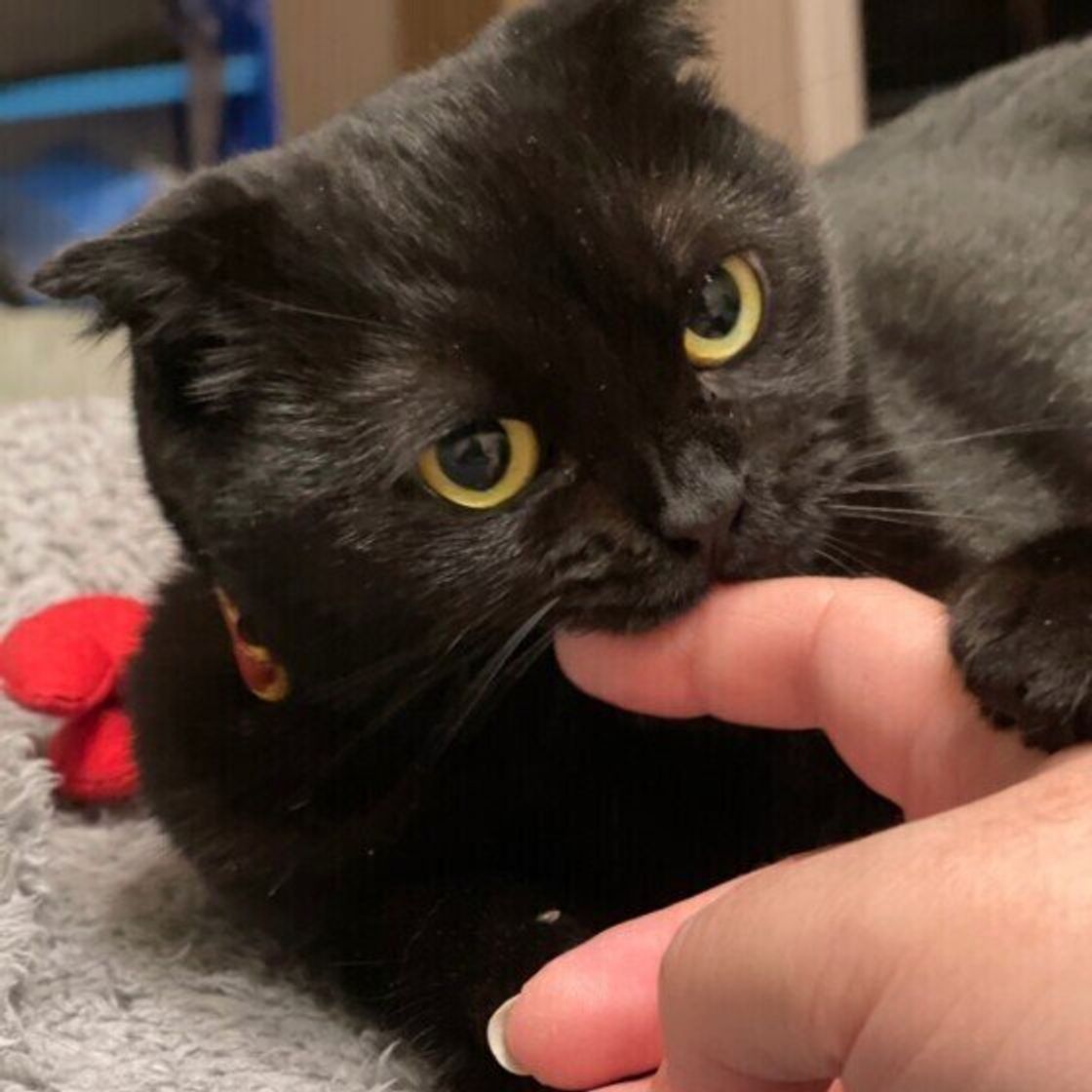 睡眠不足になることも 猫が夜中に噛んでくる理由 噛まれないためには ねこのきもちweb Magazine 睡眠不足になることも 猫が夜中に噛んでくる理由 噛まれないためには ねこのきもちweb Magazine