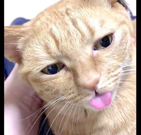 舌をしまい忘れるポン子ちゃん