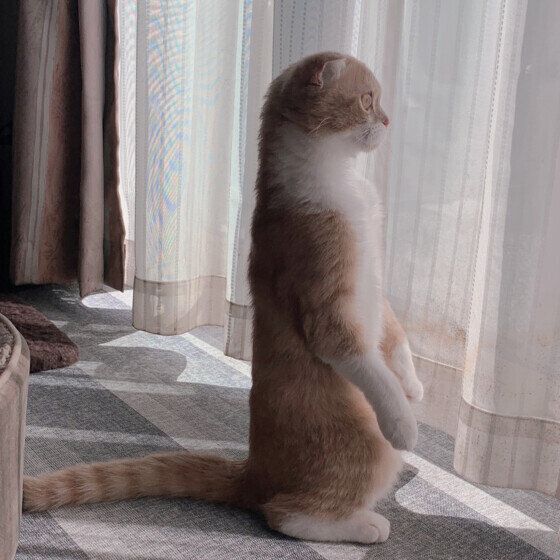 うにちゃん