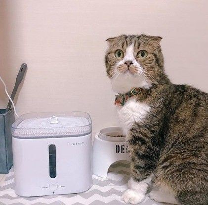 スコティッシュフォールドのすーちゃん