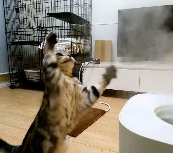 ミストをつかまえたい猫のコニーちゃん